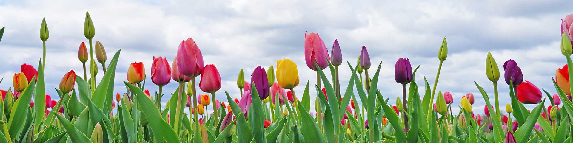 En blomstereng fyldt med farverige tulipaner i lyserøde, lilla, gule og orange nuancer. Tulipanerne står i grønne blade, og himlen ovenfor er dækket af bløde, hvide skyer.